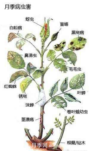 盆栽月季常见病虫害防治(图1)