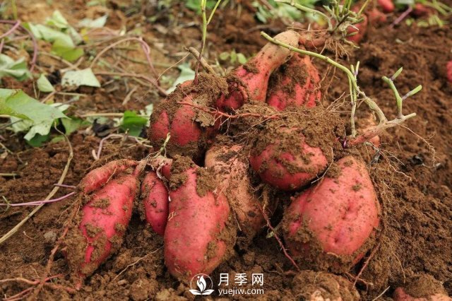 红薯在我国种了几百年，但红薯原产地并不在中国(图1)