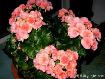 海棠花Zui具特色的6个品种