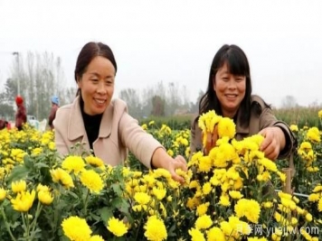 农民种植菊花，既能欣赏也能致富发家