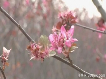 菏泽成武：千亩海棠反季节开花，逆袭深秋成一景