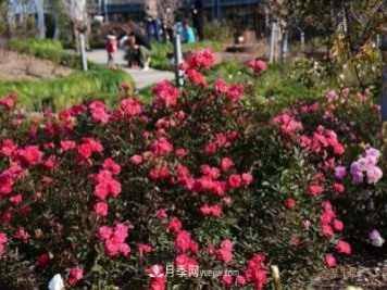 上海植物园内部分月季释放冬季魅力，观赏区还在不断优化中