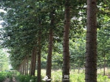 河南周口：培育出不飞絮的杨树新品种