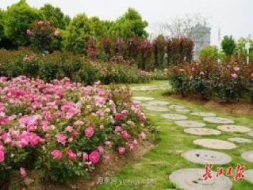武汉满街月季开放，近百座公园进入盛花期