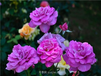 南昌滨江月季园，带你去看天下风流的江西月季花