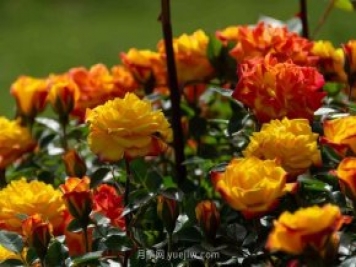 安阳市滑县森林公园月季花开放，赏花打卡正当时