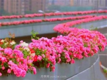杭州有全国最美花路，大道两旁开满月季花，堵车都是享受
