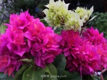 夏季养花要选对品种，推荐6种花卉适合高温