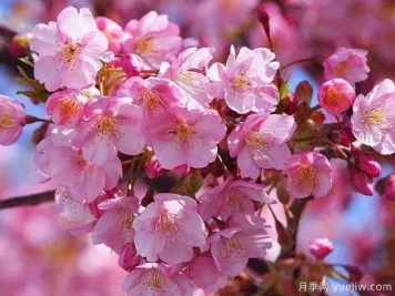 园林绿化中常见的樱花品种主要有哪些？