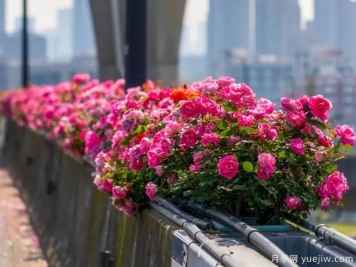 杭州高架月季盛开，200万株月季花装扮空中花廊
