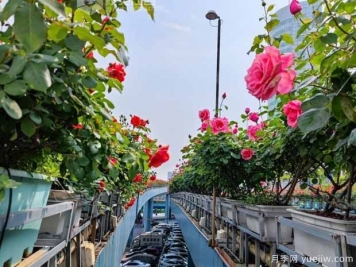 1.2万株月季盛开，南昌八一桥景观花廊拥抱春景