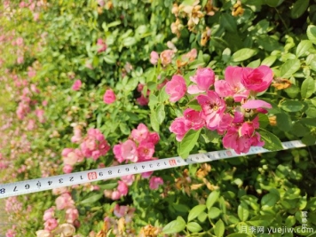 安吉拉月季盆栽苗，60厘米高基地发货