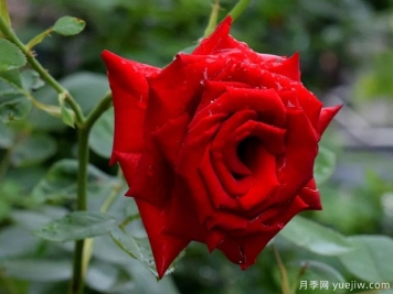 2023年情人节十大玫瑰品种销量榜，卡罗拉位居首位