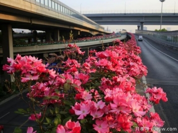 30万株新品种，杭州高架月季会带来什么样的惊喜？