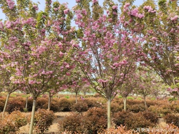 樱花树几年可以开花？日本晚樱开花的观赏价值
