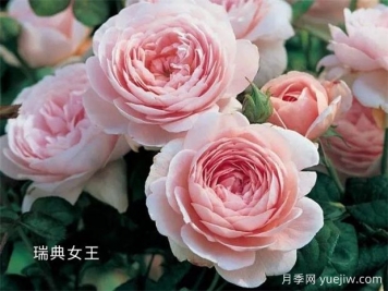 100种月季玫瑰品种图鉴大全，你认识有没有超过10个？