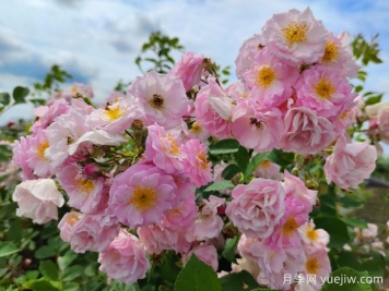 山木香和野蔷薇的辨识区别