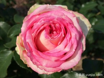 我的玫瑰月季/我的花