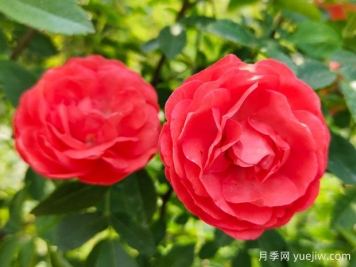 种上木香蔷薇花蛮强爆花，红橙白黄木香你喜欢哪个？