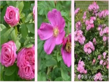 轻松区分月季、玫瑰和蔷薇ROSE三姐妹，不再迷茫于爱情花海