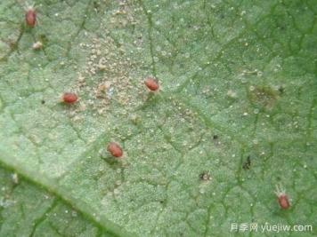 月季常见病虫害之红蜘蛛的习性和防治措施