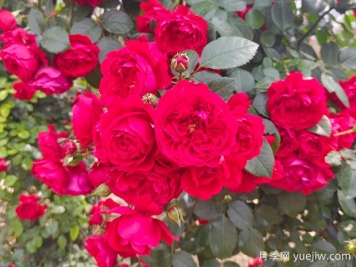 6款红色系的藤本月季品种，适合打造网红花墙