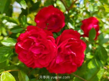 月季红木香爆花机器，花艳丽花量大花期长