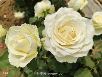 十一朵白玫瑰的花语和寓意