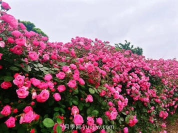上海放鹤谷无门票，30万朵200多种月季开成了花海