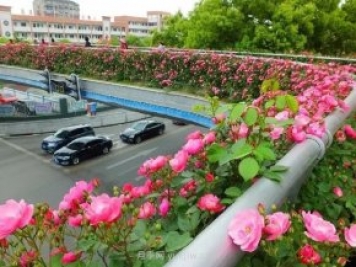 四月盛放的月季时间，湖北宜昌给你的专属浪漫花园