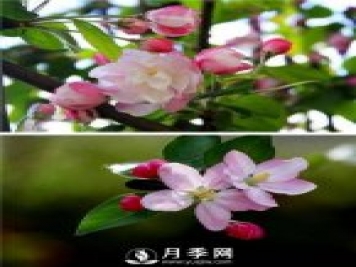 海棠花，与牡丹、兰花、梅花并称为“中国春花四绝”