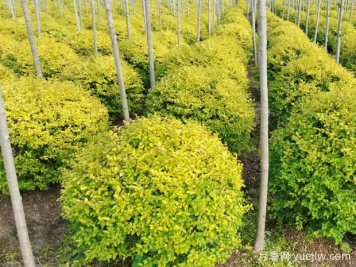 荆门沙洋县十里铺镇4万亩苗木成为致富的绿色产业