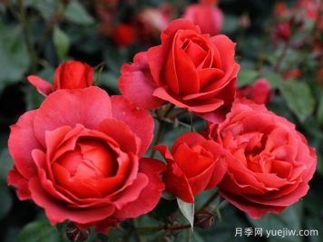 21朵玫瑰：不只是浪漫，还藏着这些深意