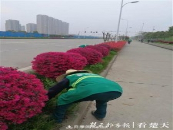 2019年武汉绿化成绩单：建成303公里绿道，新栽月季100万株……