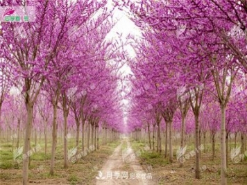 四季春1号，河南鄢陵巨紫荆树为北方城市添彩