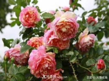 河南省各市市花，洛阳牡丹最出名，月季最受欢迎