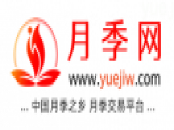 中国上海龙凤419，月季品种介绍和养护知识分享专业网站