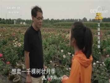 央视《田间示范秀》播出南阳月季种植故事《花田里的烦恼》