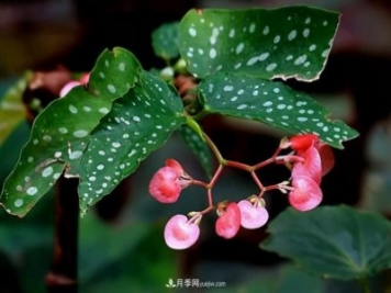 网红花卉之鳟鱼秋海棠，叶奇花美，如何进行日常养护